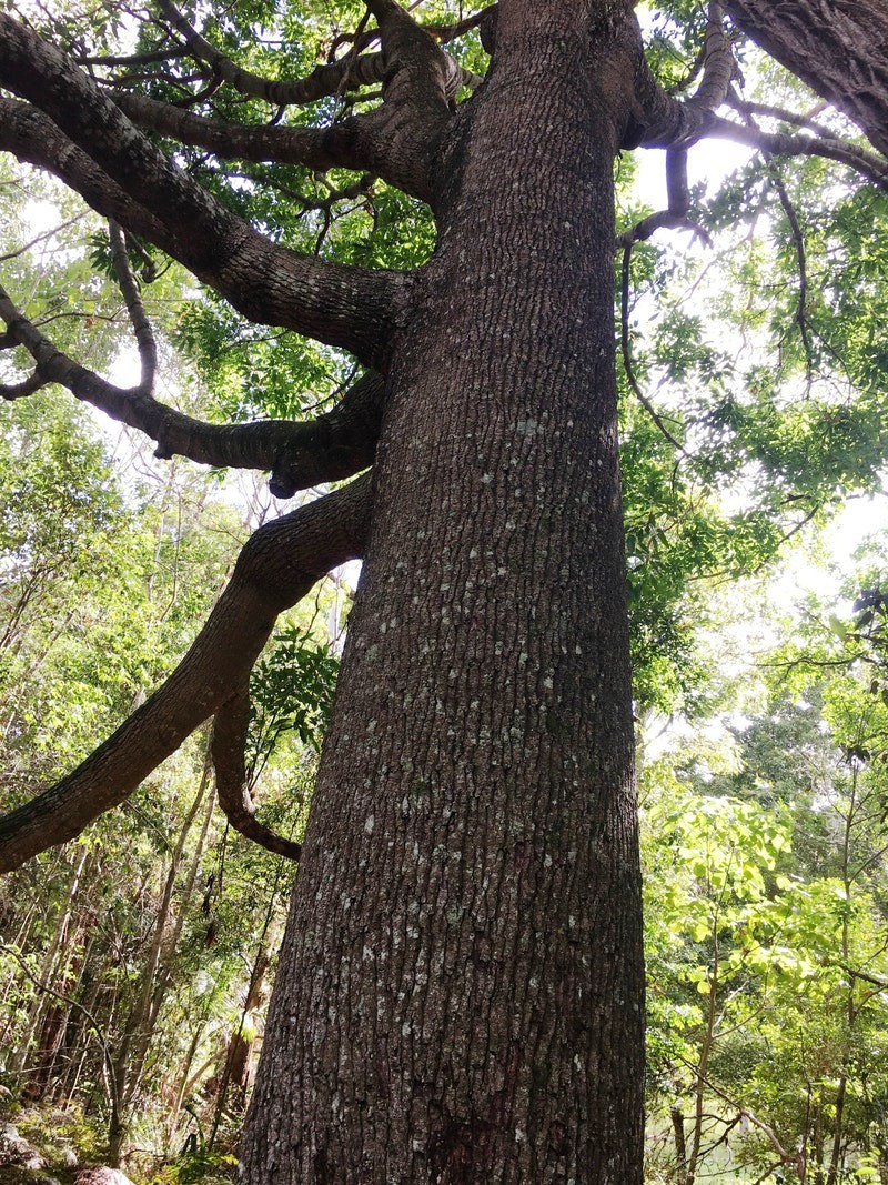 Ormeau Bottle Tree Preservation