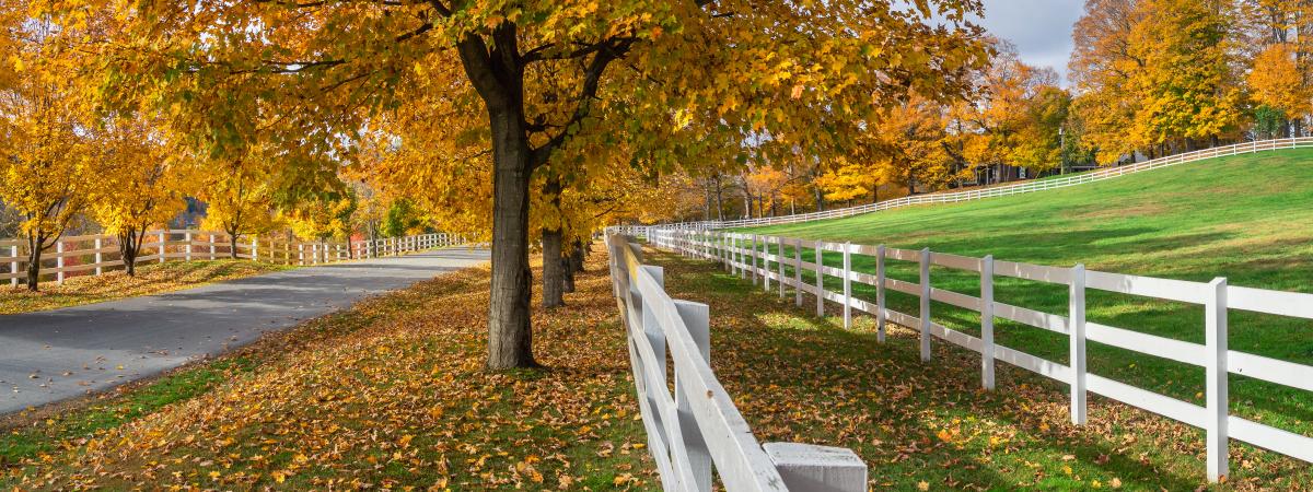 White wooden fence in a field with green grass, trees with orange leaves and a road nearby