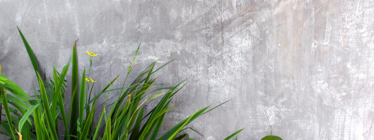 Concrete wall in garden