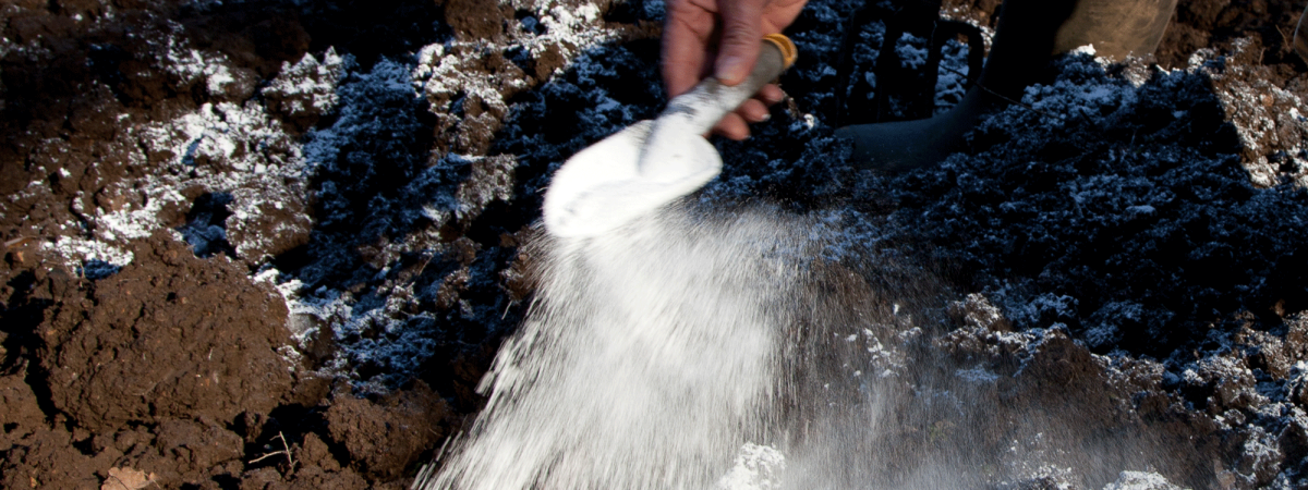 Lime powder sprinkled on garden