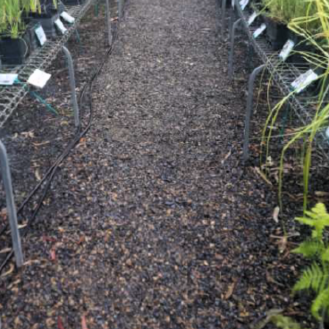 candlebark nursery