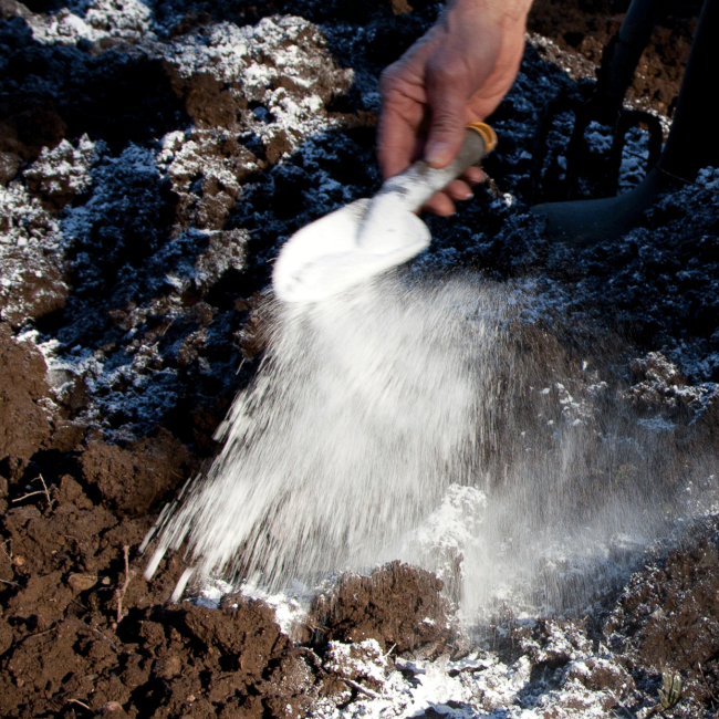 Lime powder sprinkled on garden