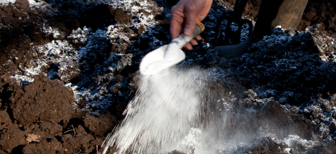 Lime powder sprinkled on garden