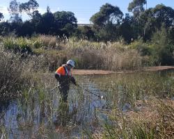 Water sampling being conducted in a tributary of Rocklow Creek rehabilitated by Dunmore Sand & Soil