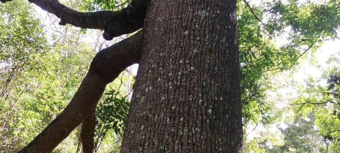 Ormeau Bottle Tree Preservation