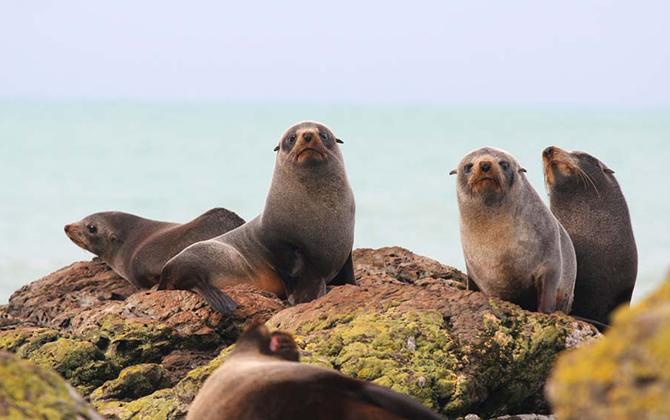 Seals on rock
